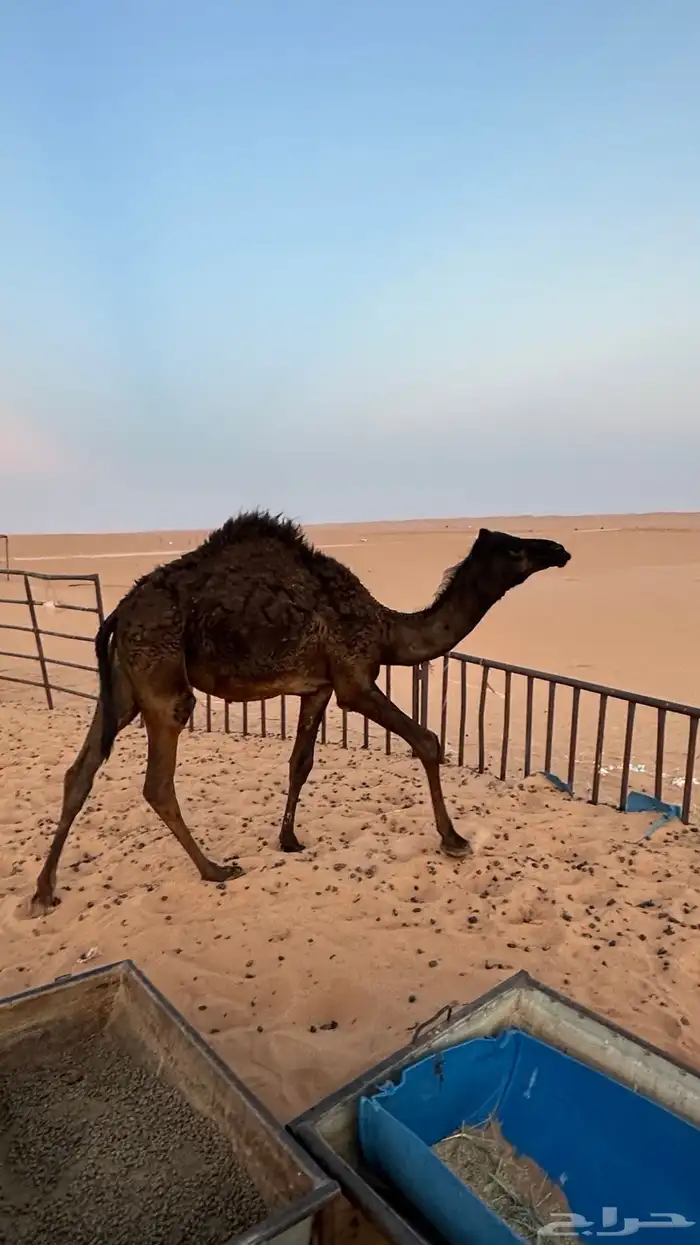 بكرة مجهم للبيع بريه 1