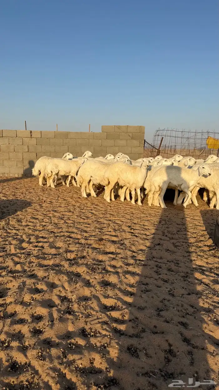 رخال حريات جذعات منوة مدورين الزين 1