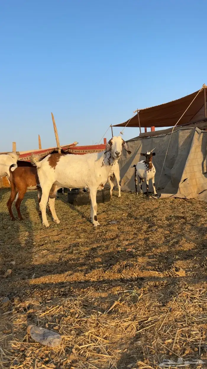 للبيع معزا دفيع 5