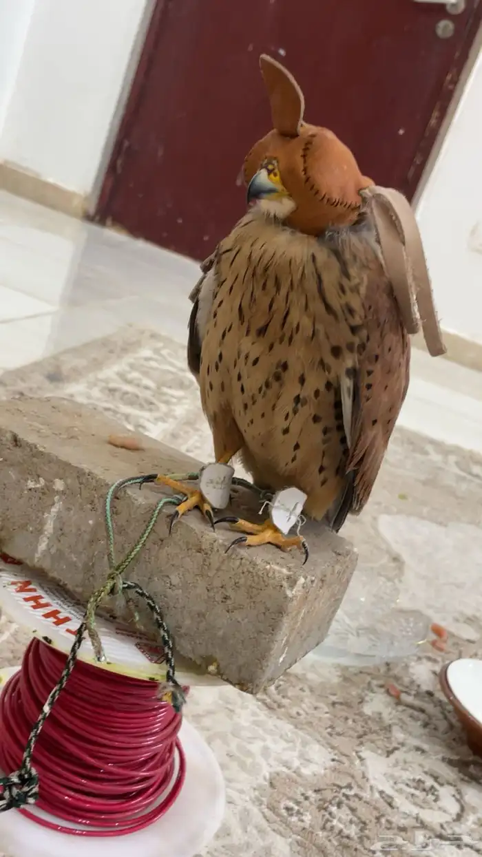 باشق 3