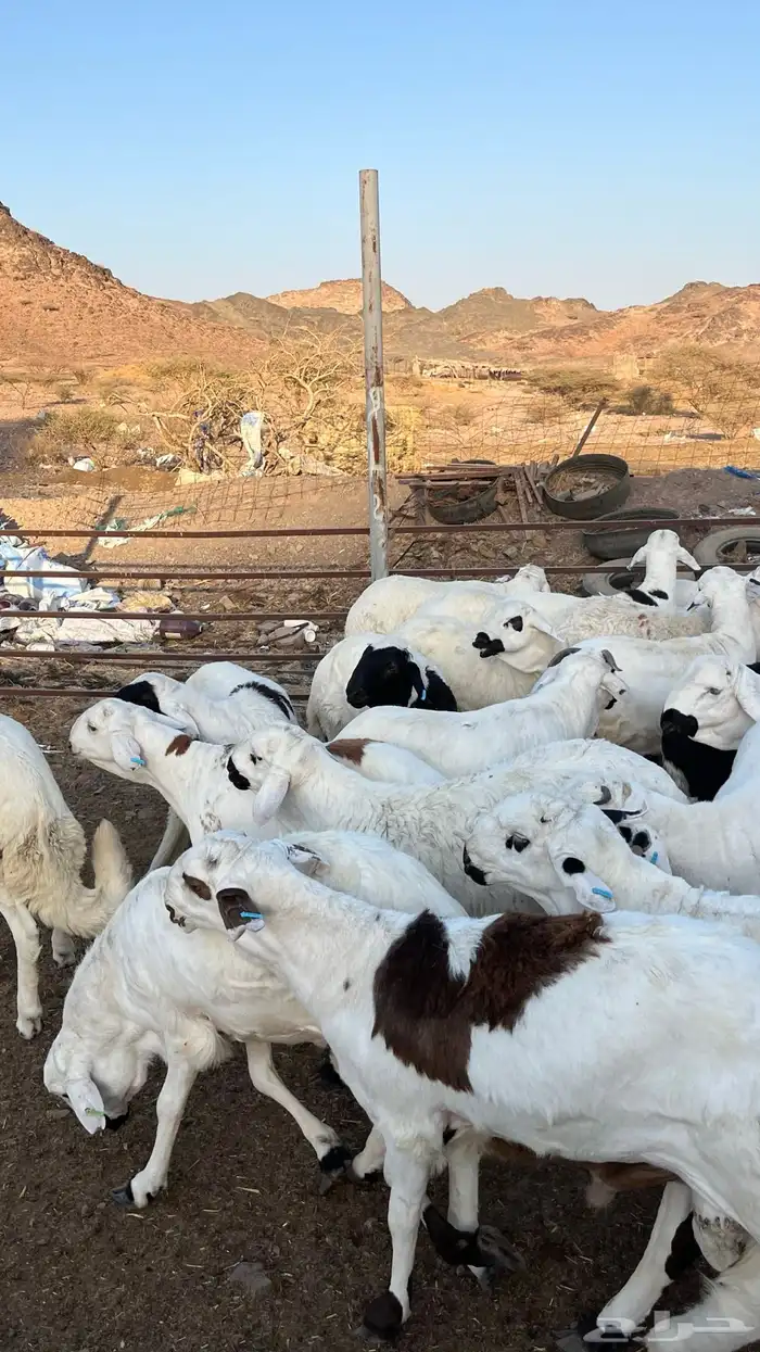 طليان سواكن بيض شبيه الحري دمازين 23