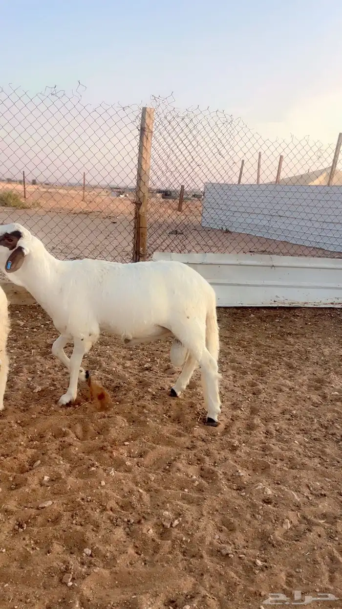 سواكن جبر وفاخر ومرابي 4شهور 0