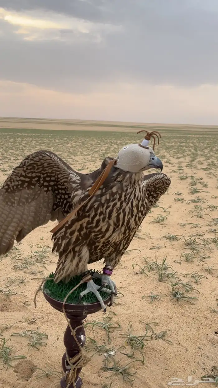 جير بيور 3