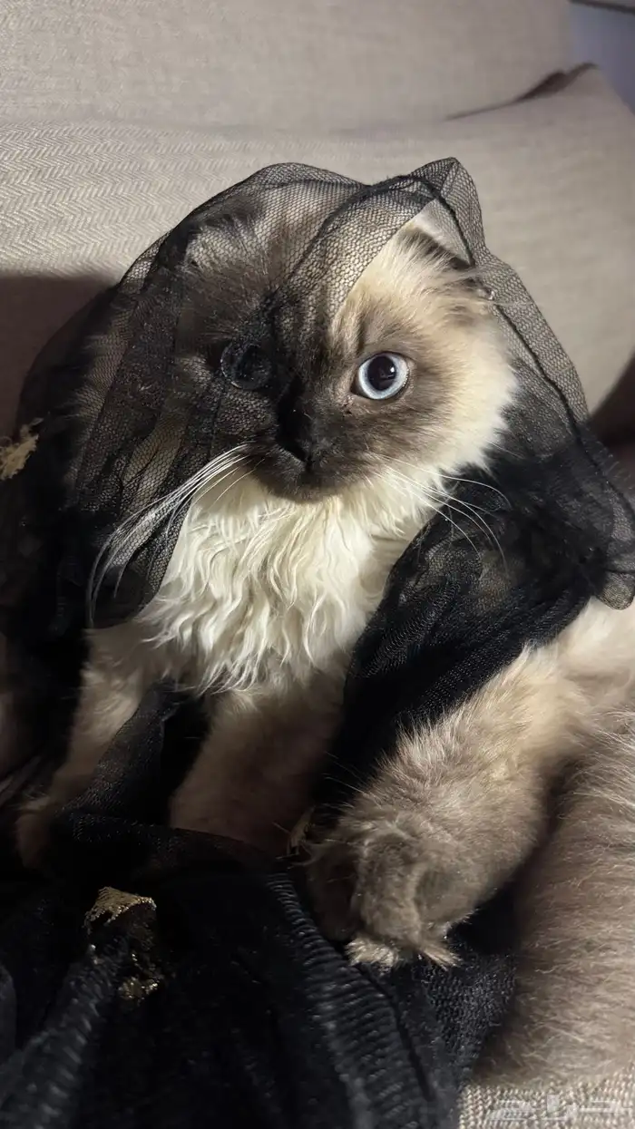 ابي ذكر طالب تزاوج يفضل سكواتش 1