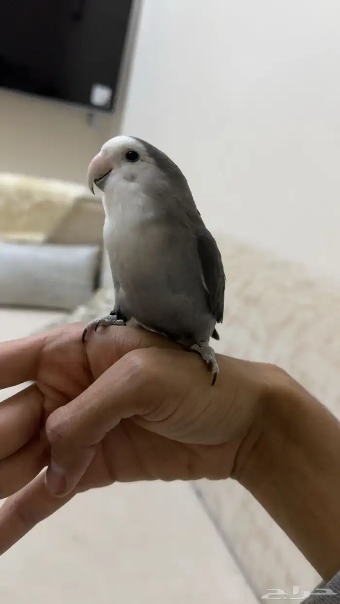 ذكر روز منتج 1
