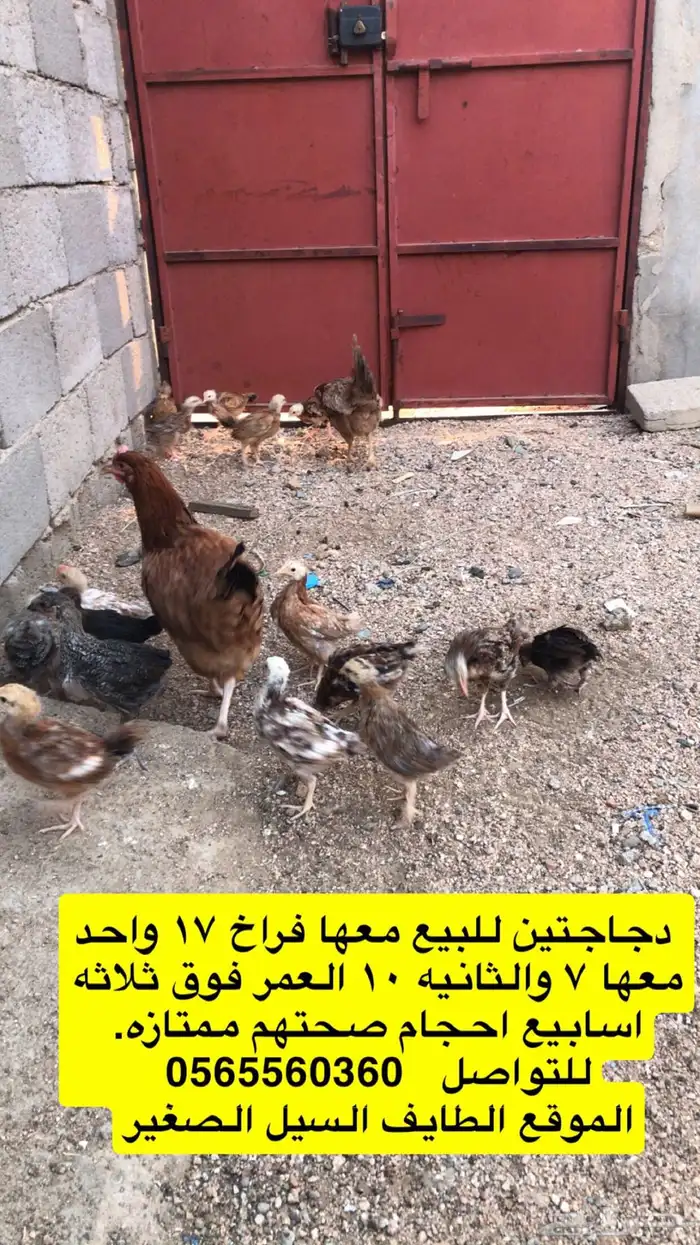 دجاج معا فراخ 0