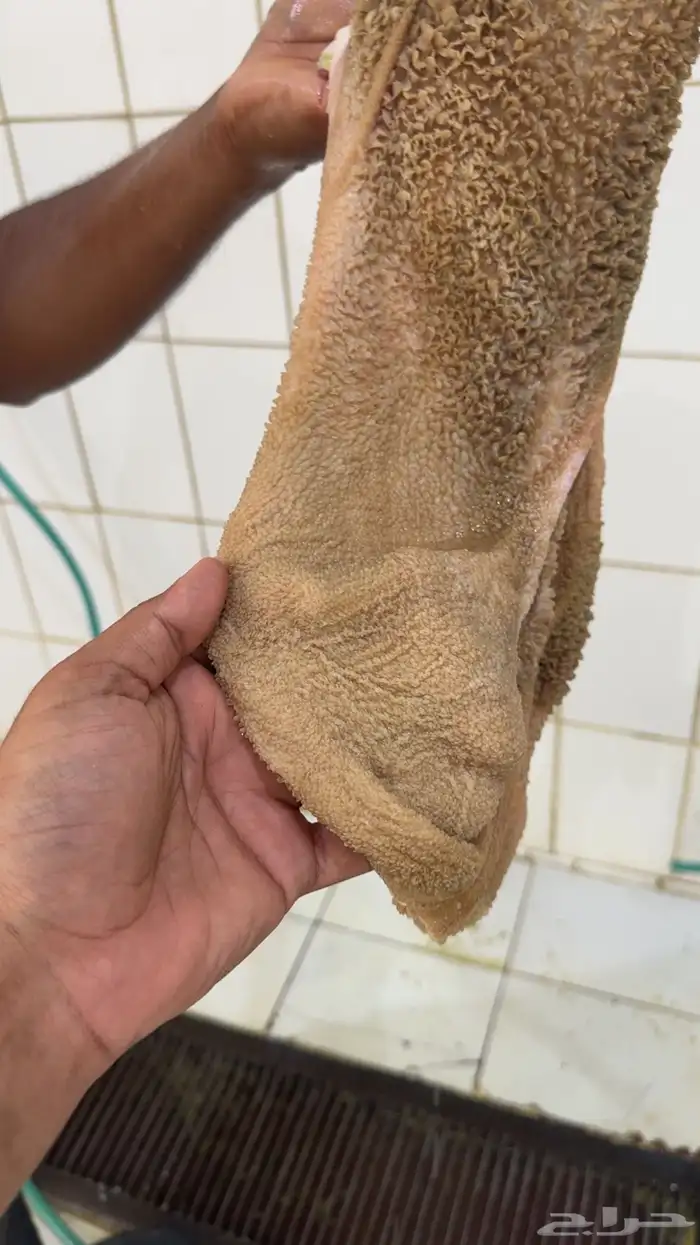 تيوس عوارض 3