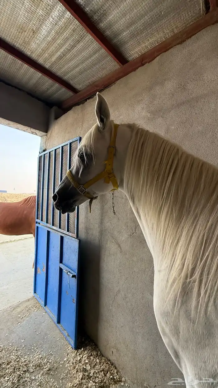 حصان شعبي 0
