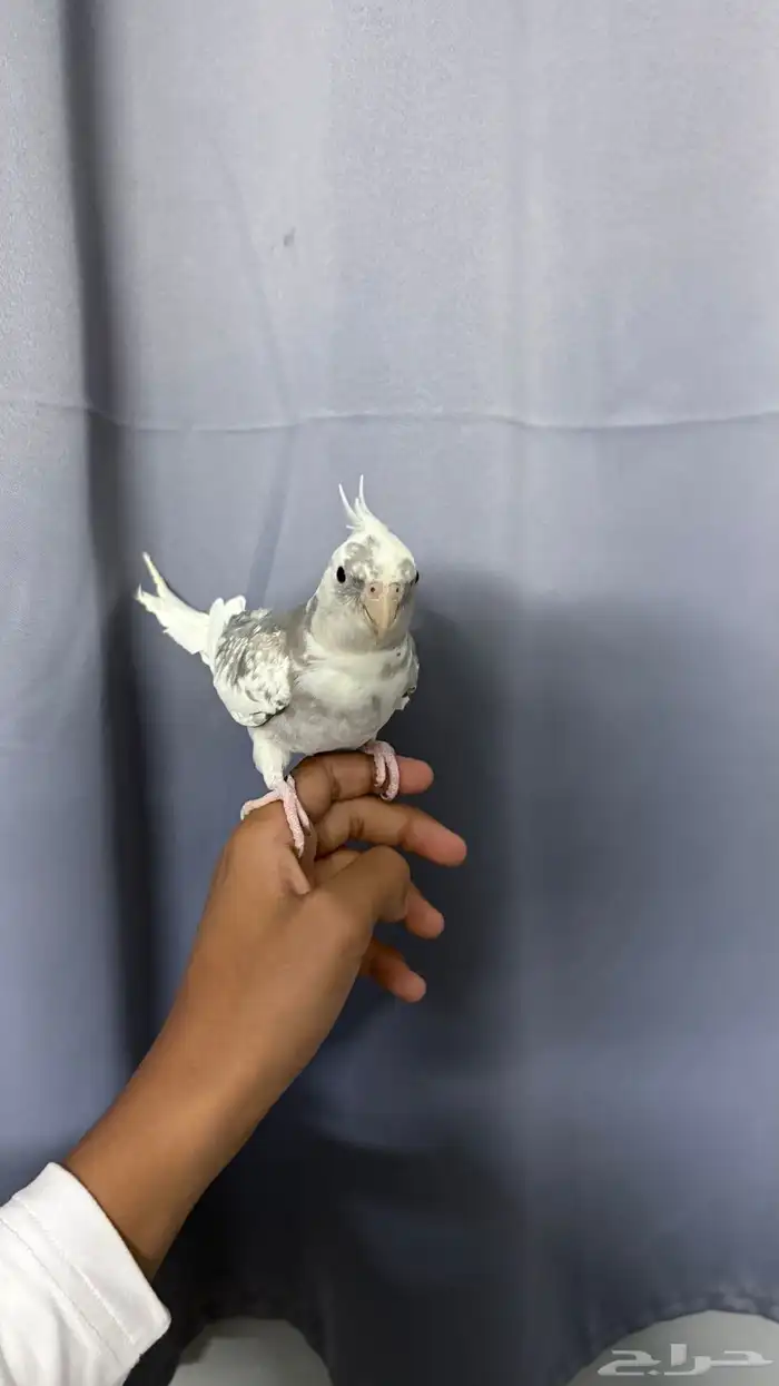 طيور كراون هولندي 0