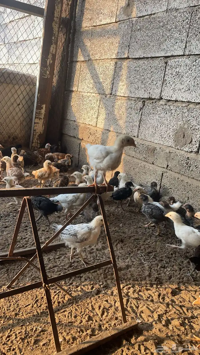صوص صيصان فروخ دجاج بلدي 200 2