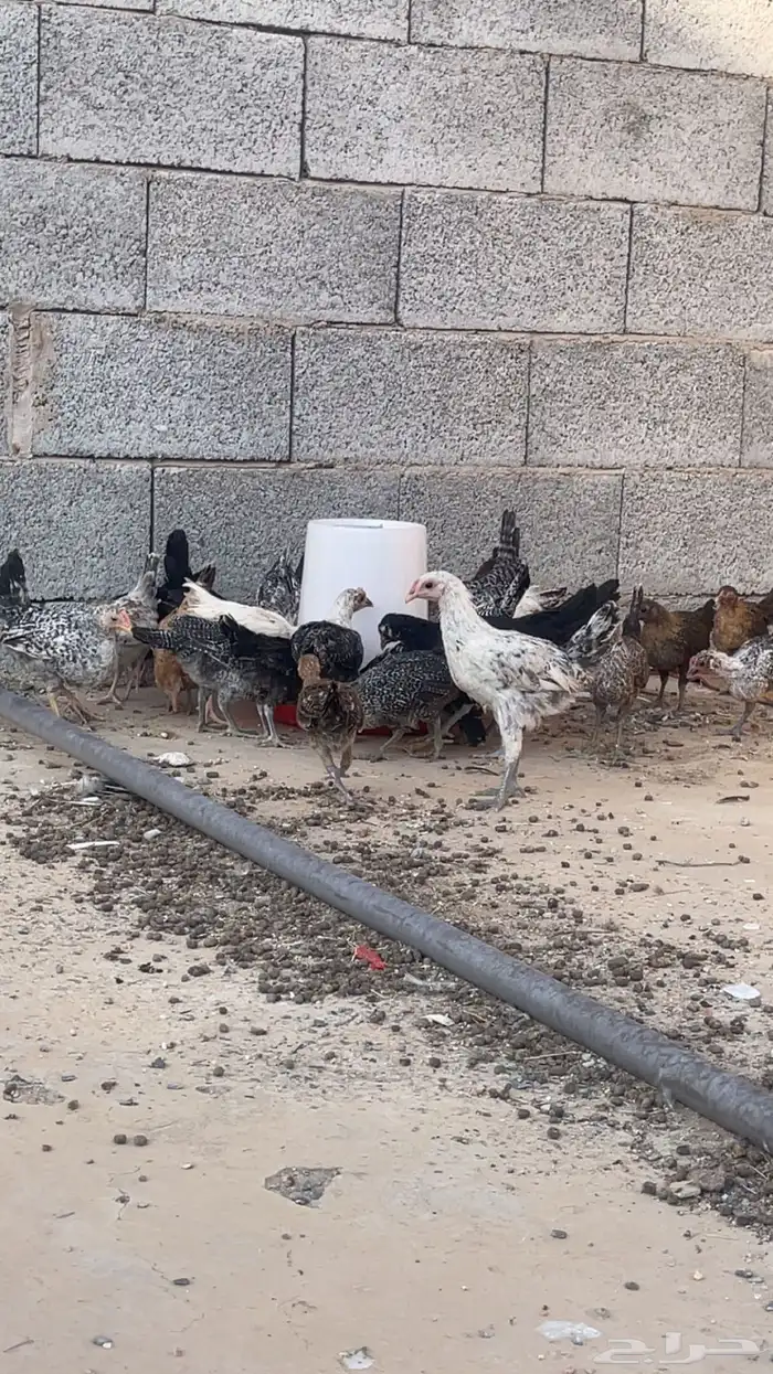 فروخ كبار 2