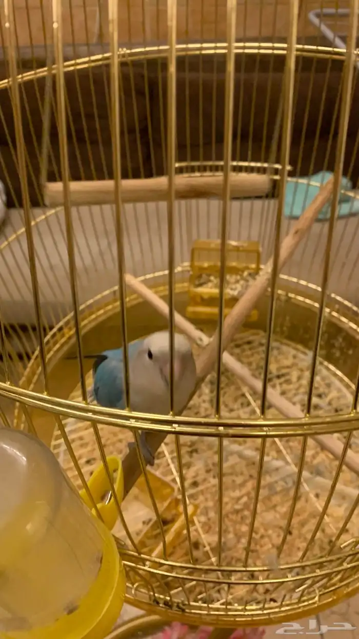 للبيع طير روز 3