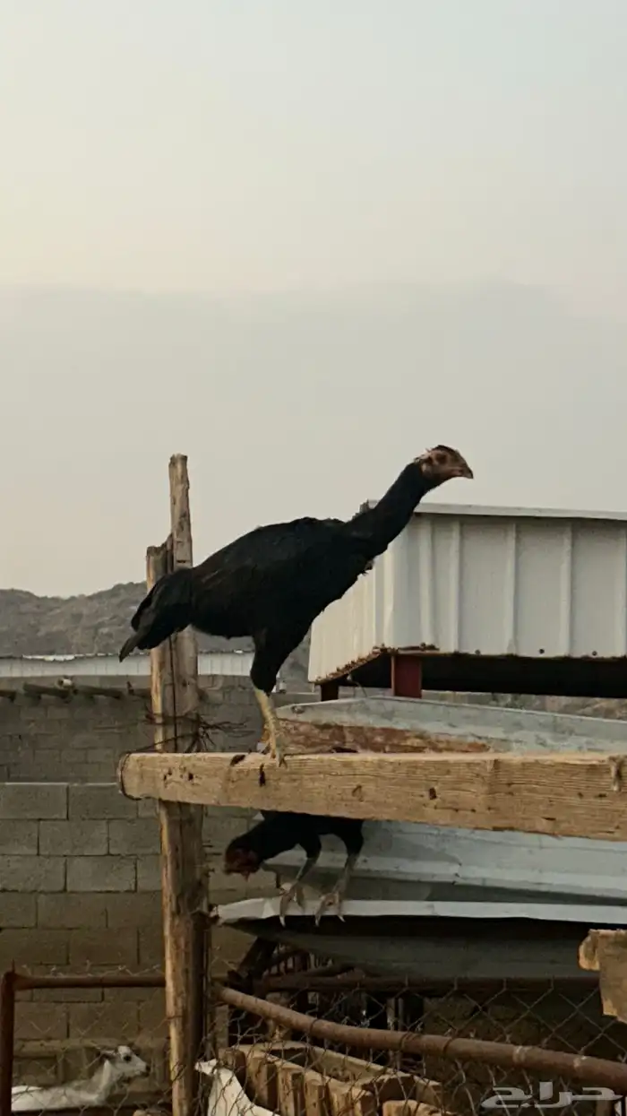 دجاج بكستاني 8