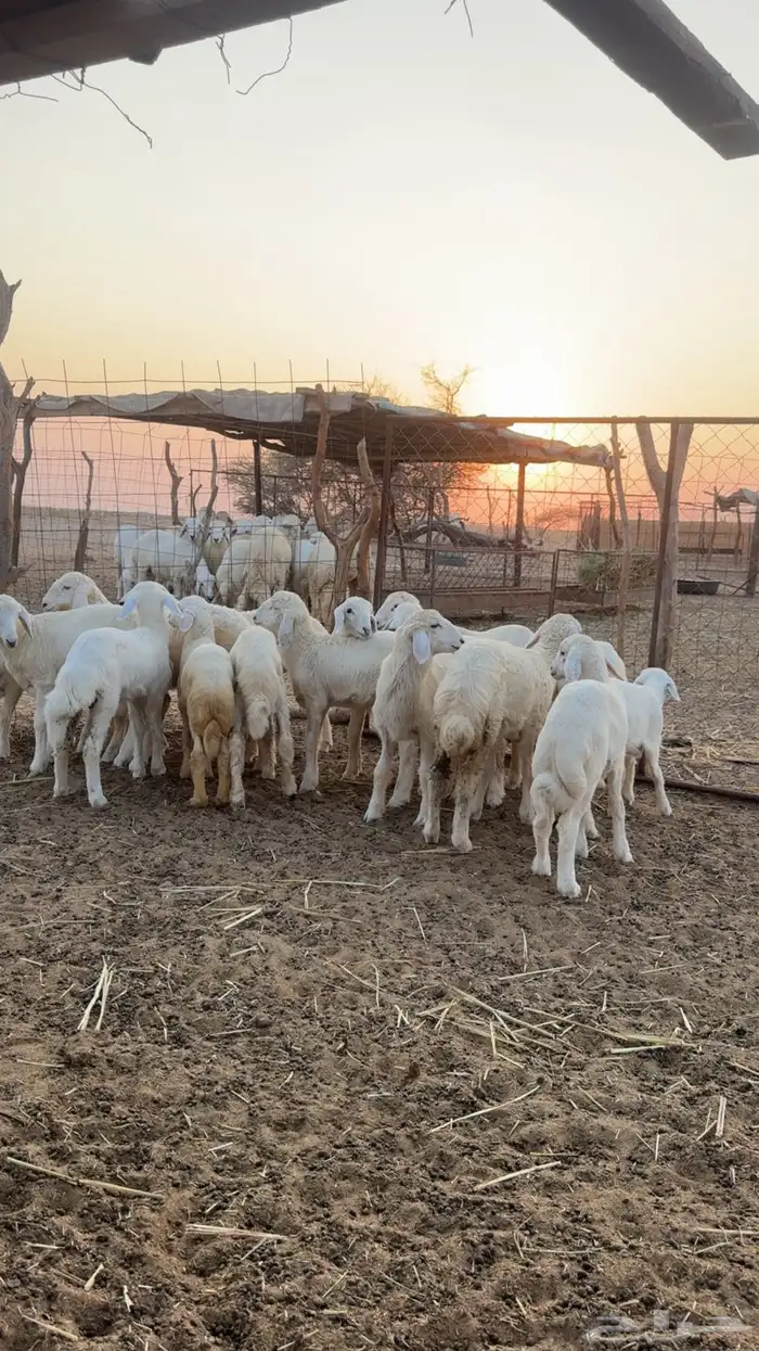 طليان ورخال تربيه المظيلف دوقه 3