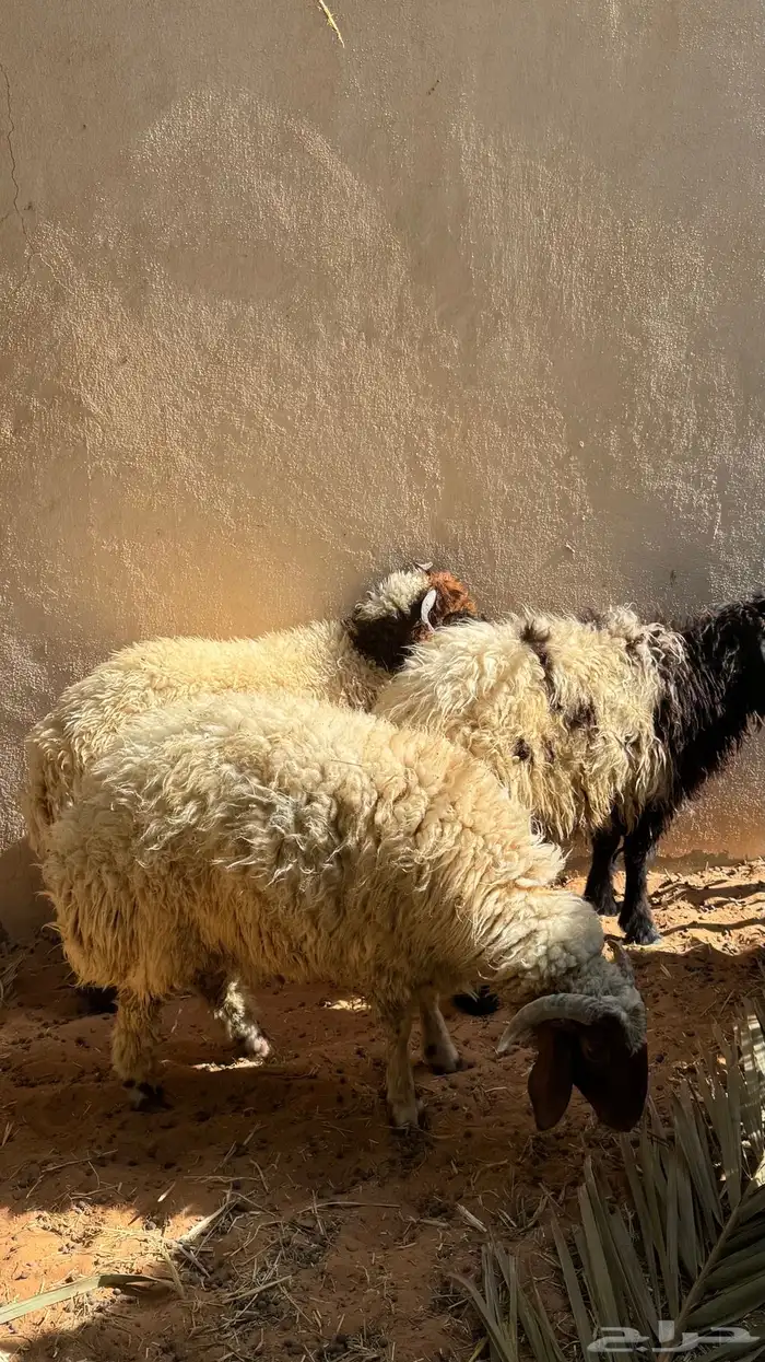 طليان نعيمي 5