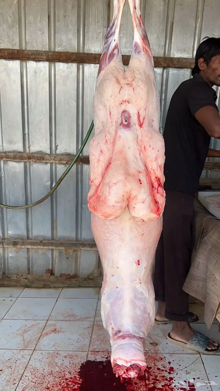 طليان ذبايح جبره( تم البيع ) 1