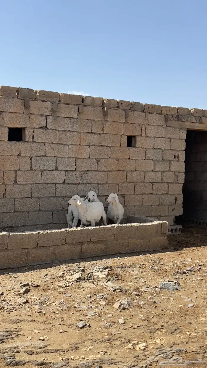 بهم للبيع3 طلين ورخل 2