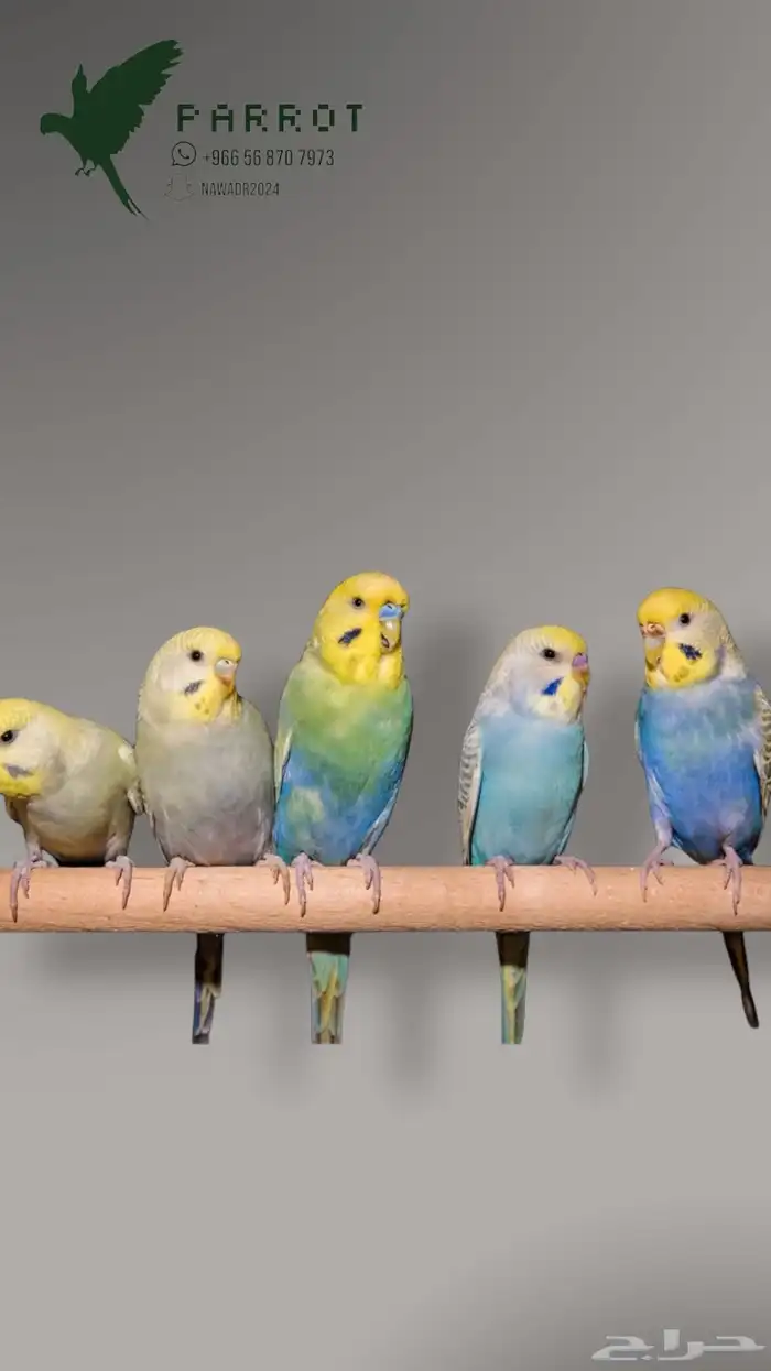 ازواج بادجي منوعة 2