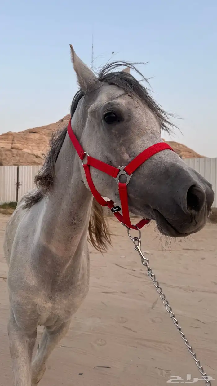 مهره شعله للبيع 1