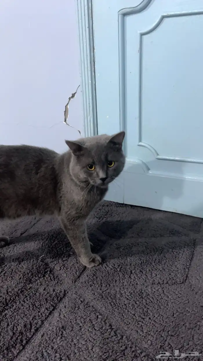 قط بريطاني للبيع ب800 العمر سنه و3 شهور فئ الاحساء 8