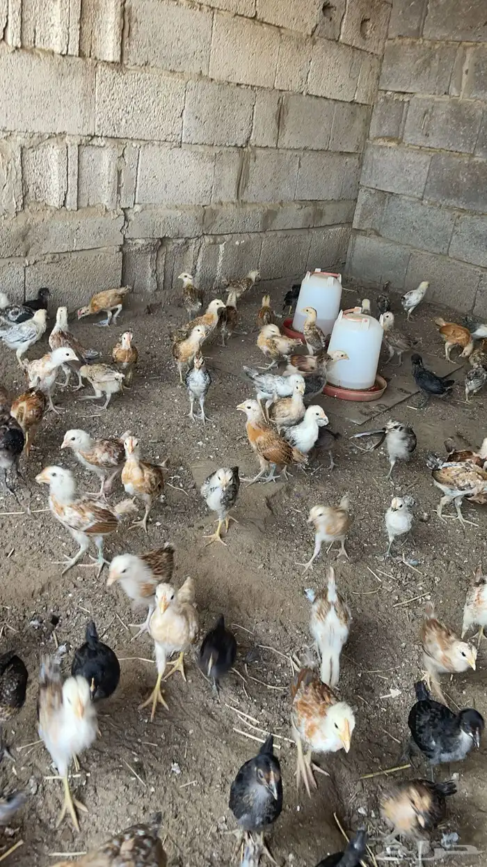 دجاج بلدي مع فروخ وصيصان مع بيض 5