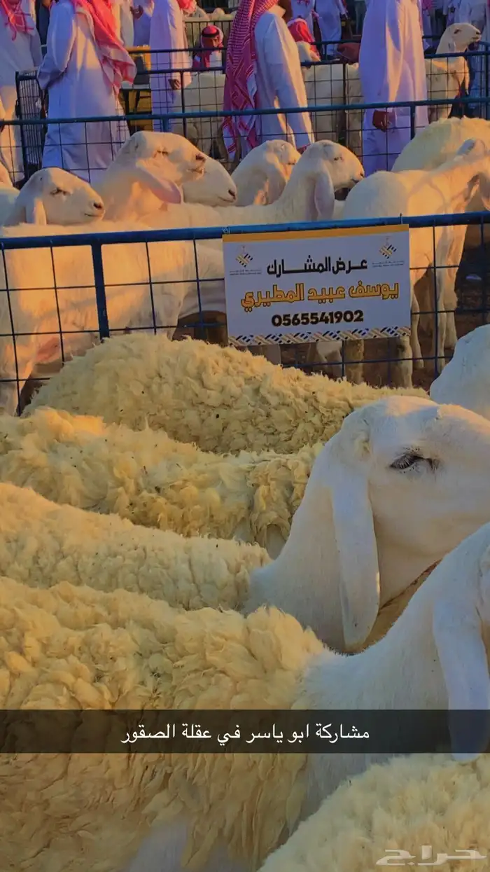 ضان صنف الصنف 5