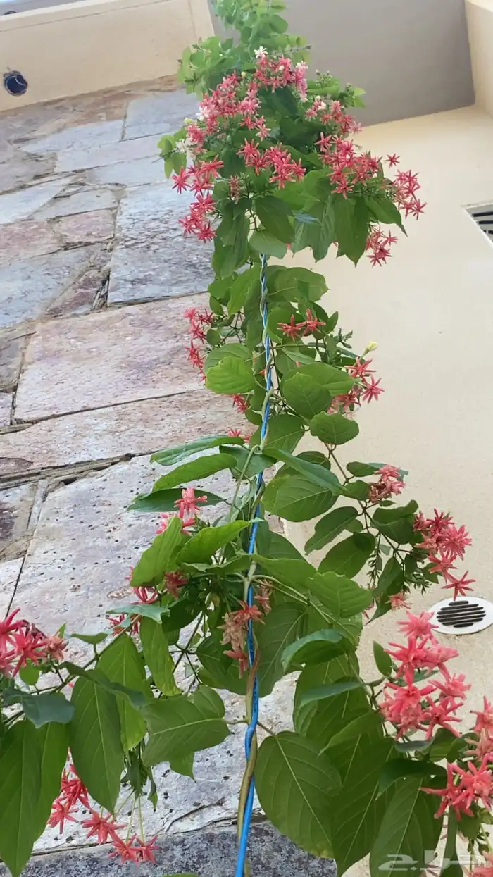 الياسمين الكشميري الدبل (نادره) 0