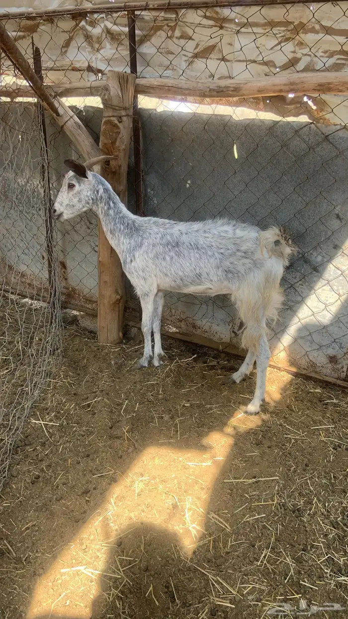 ماعز حليب 1