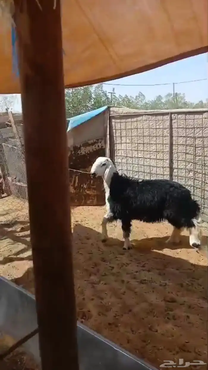 طلي نجدي 1