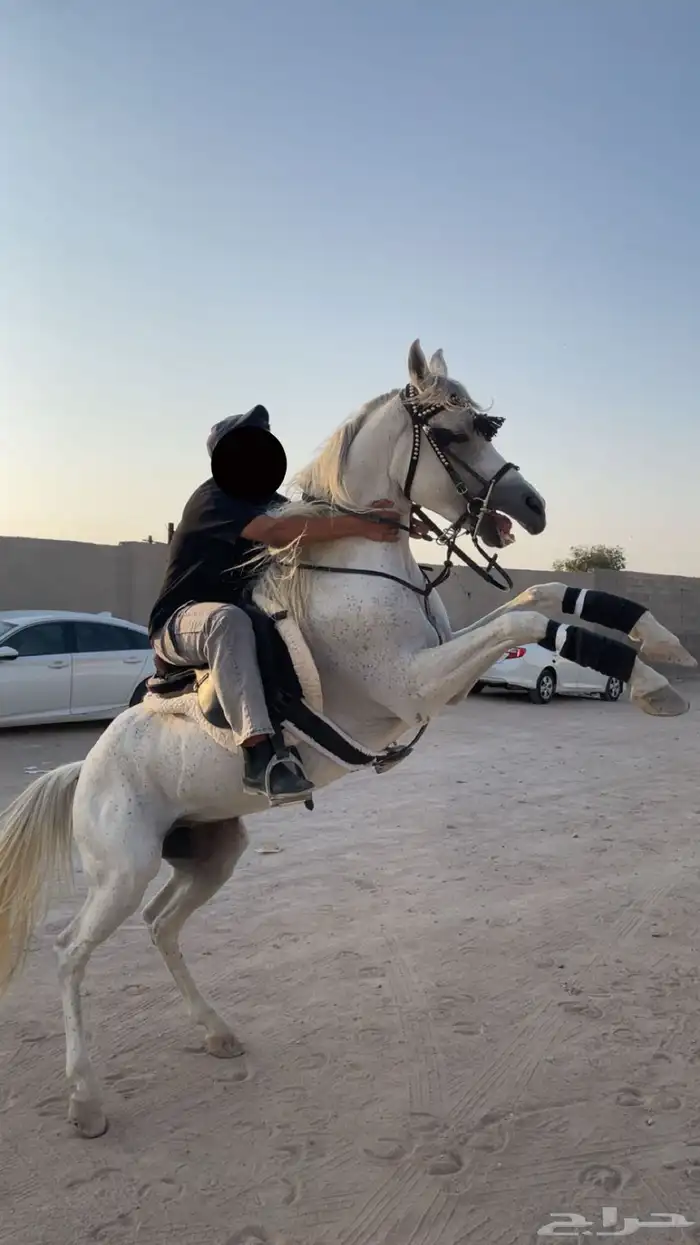 حصان اللبيه 0
