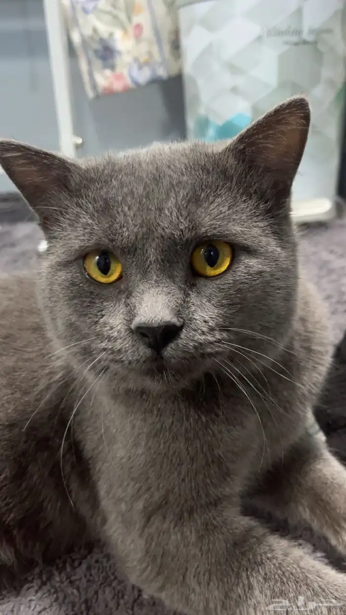 قط بريطاني للبيع ب800 العمر سنه و3 شهور فئ الاحساء 2