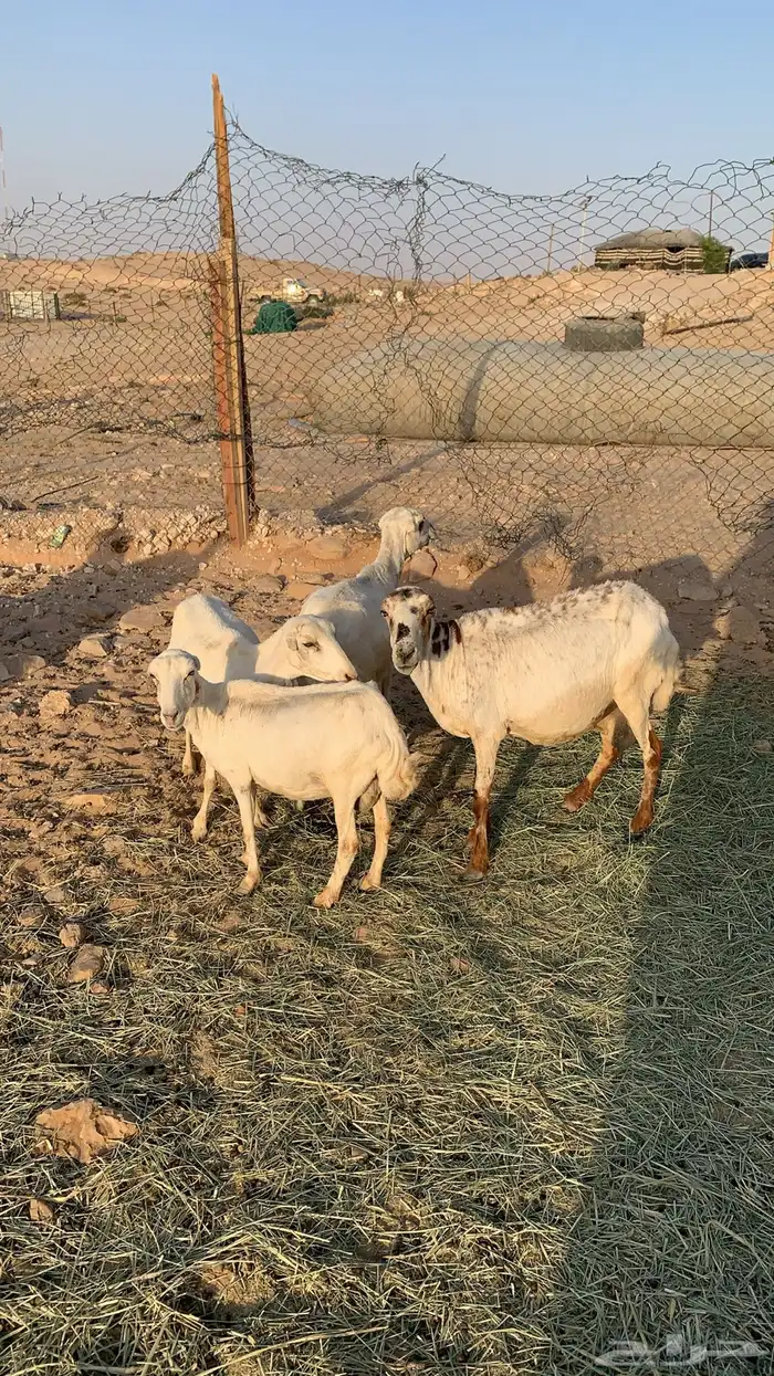 اربع رفيديات متابيع وحده شقاء والباقي سلم 1
