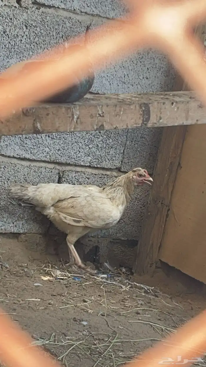 دجاج بلدي مع فروخ وصيصان مع بيض 2