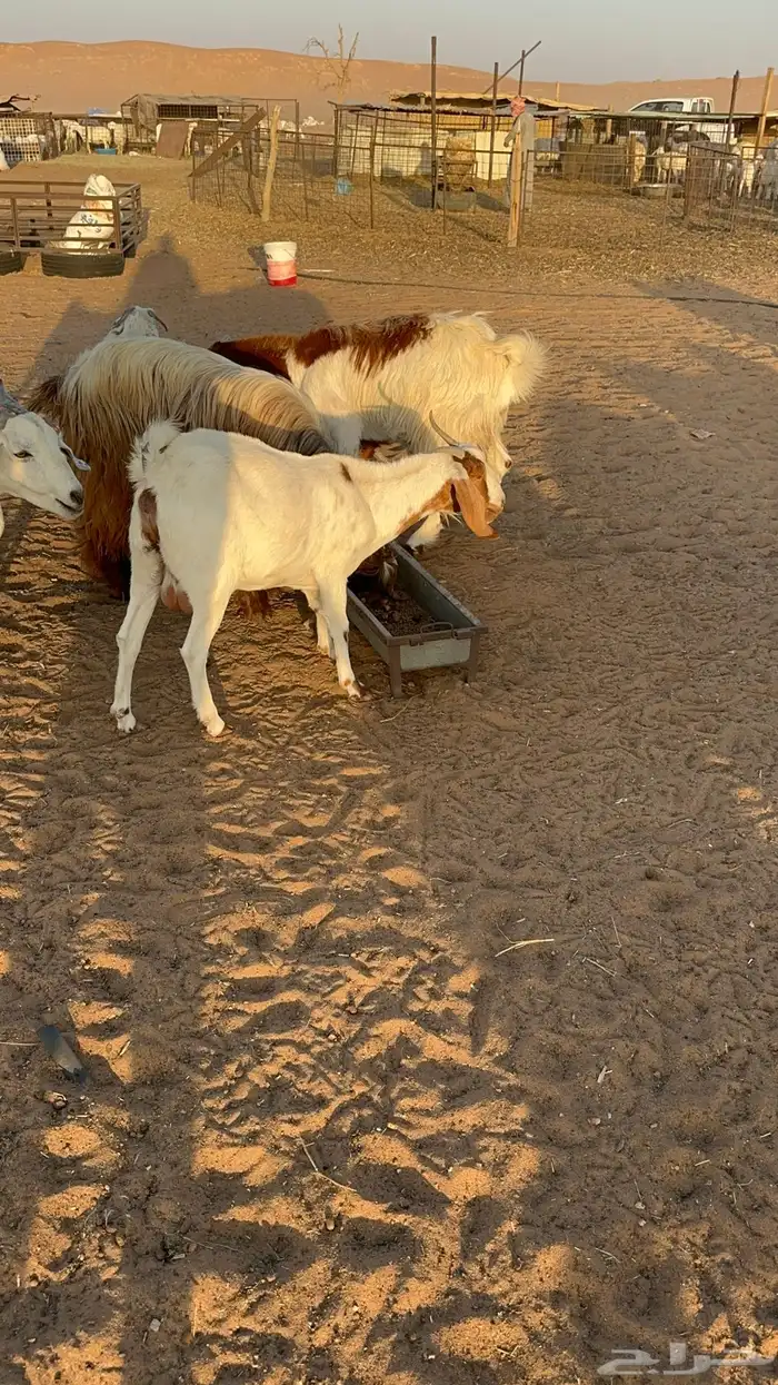 معزا ملاوين للبيع 5