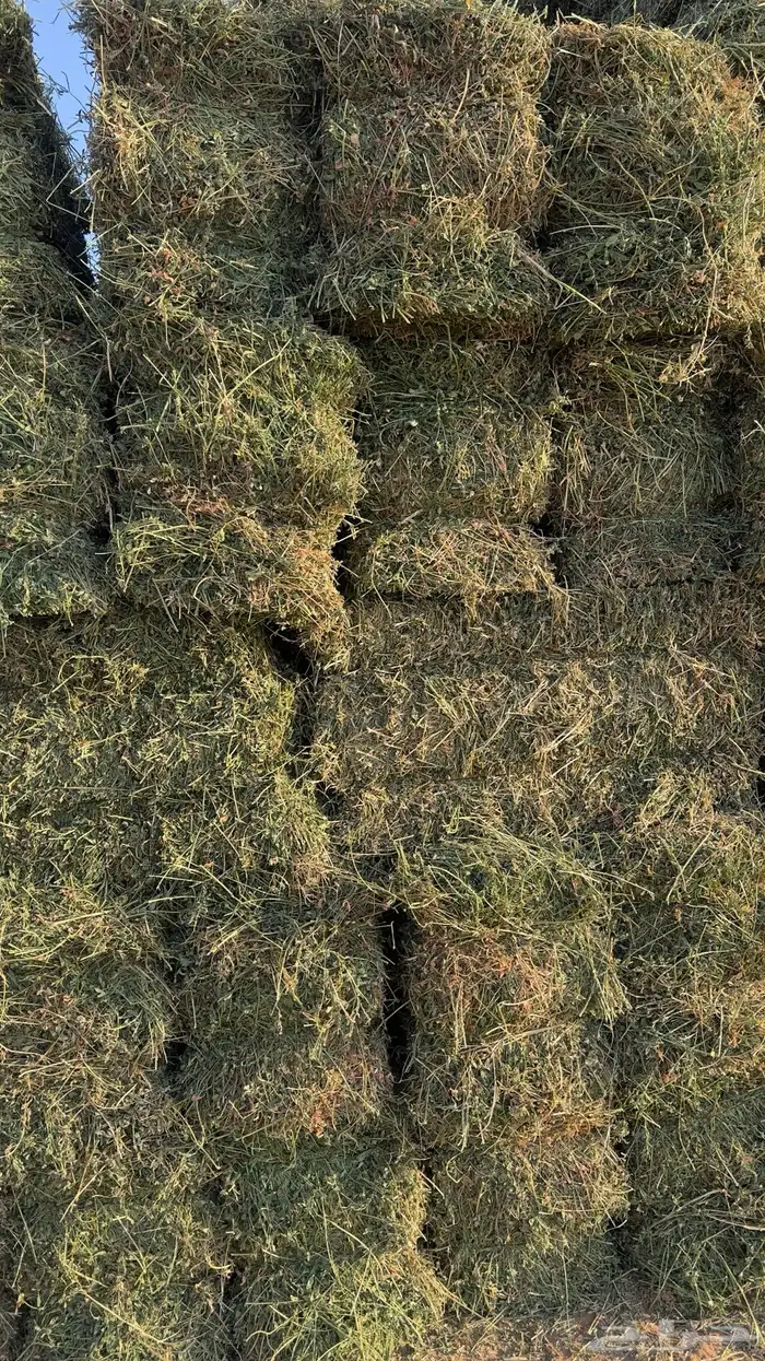 برسيم   صافي شدد ممتاز جدا 1