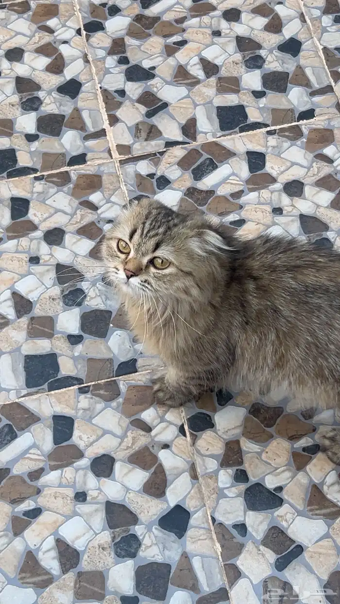 قط سكوتش فولد 150 0