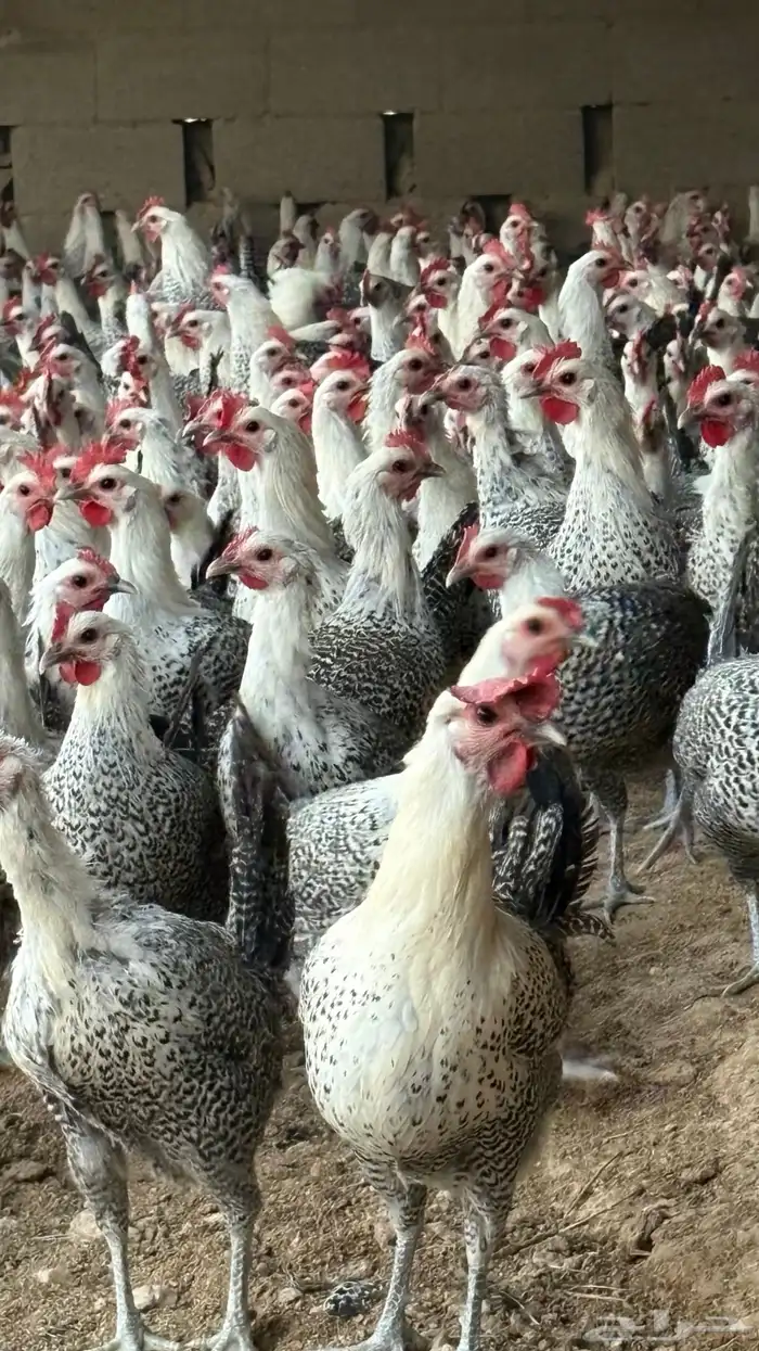 دجاج بياض فيومي سوبر جامبو 1000 حبه 5
