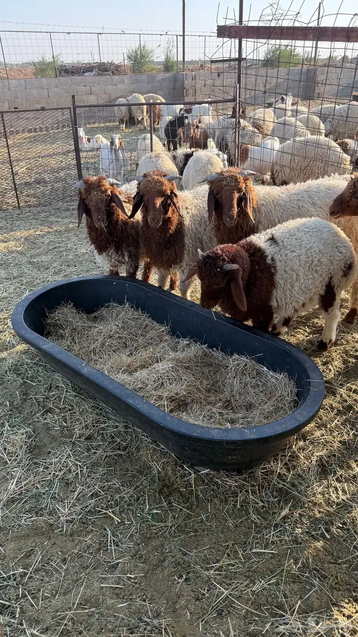 للبيع نعيم 2