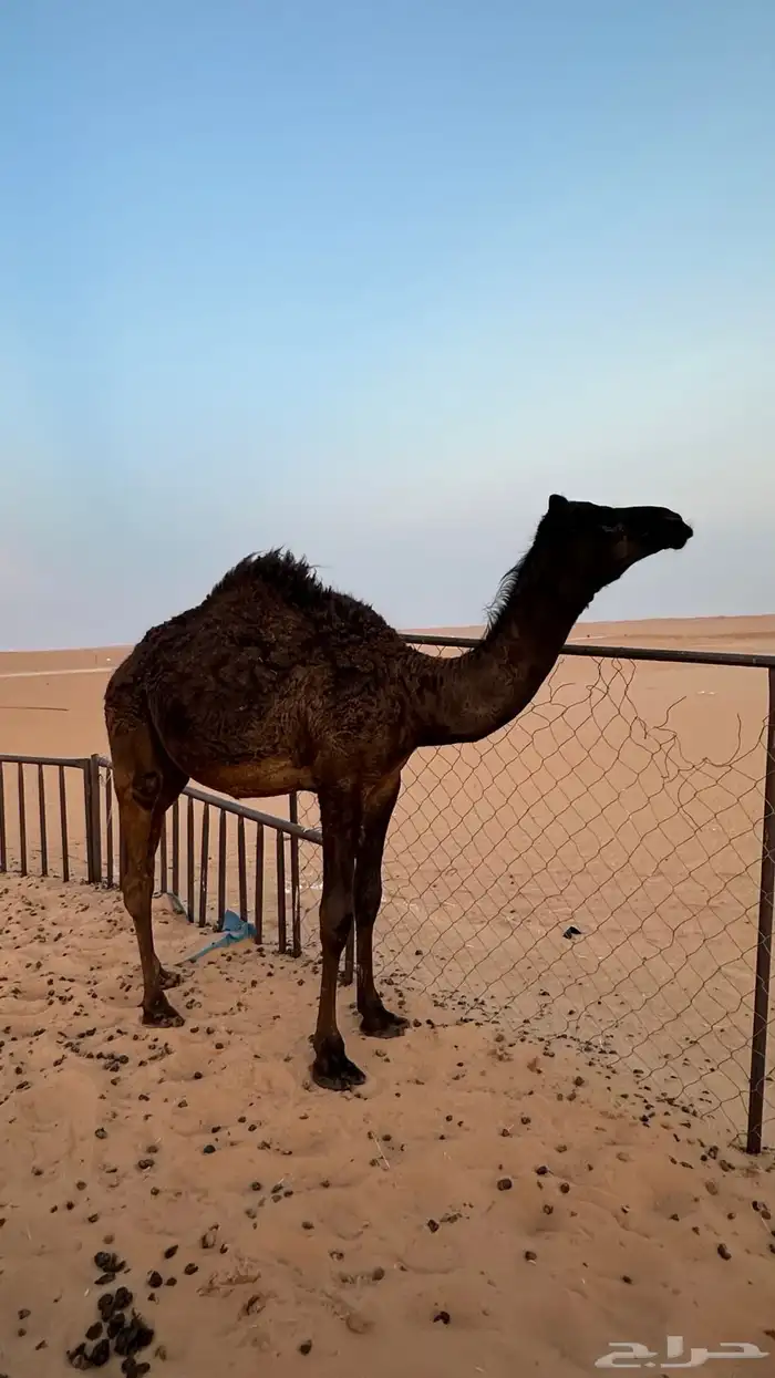 بكرة مجهم للبيع بريه 2