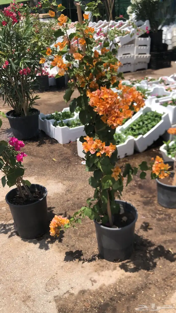 تنسيق الحدائق المنزلية 17