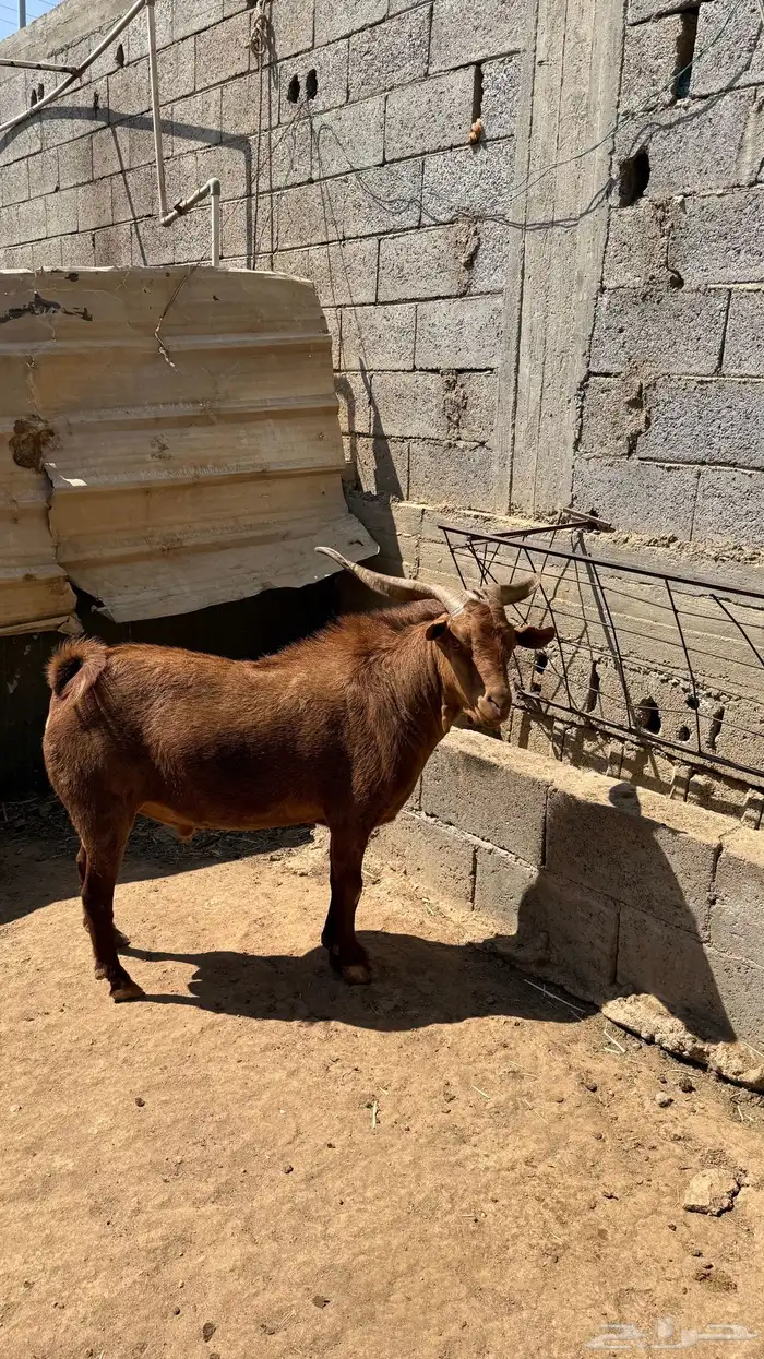 تيس فحل للبيع 1