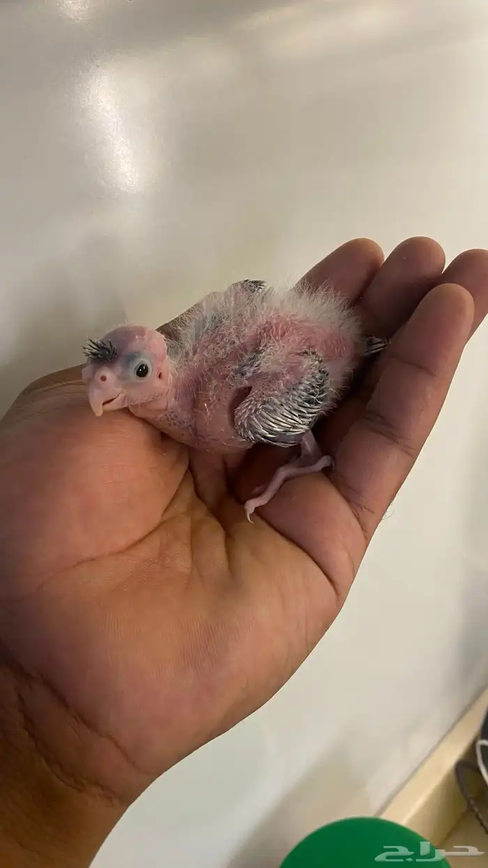 فروخ كروان ((. تم البيع 3