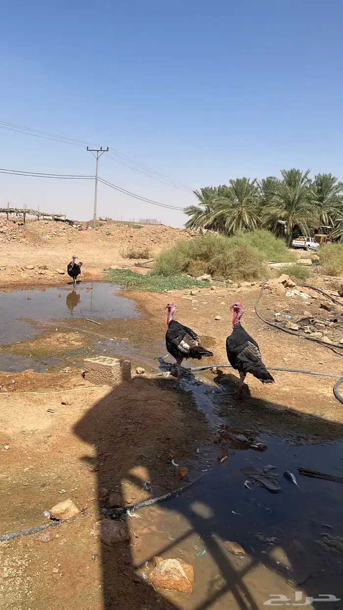 رومي للبيع 2
