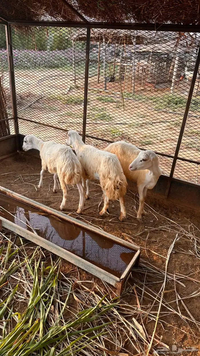 للبيع رخيل بلدي 3