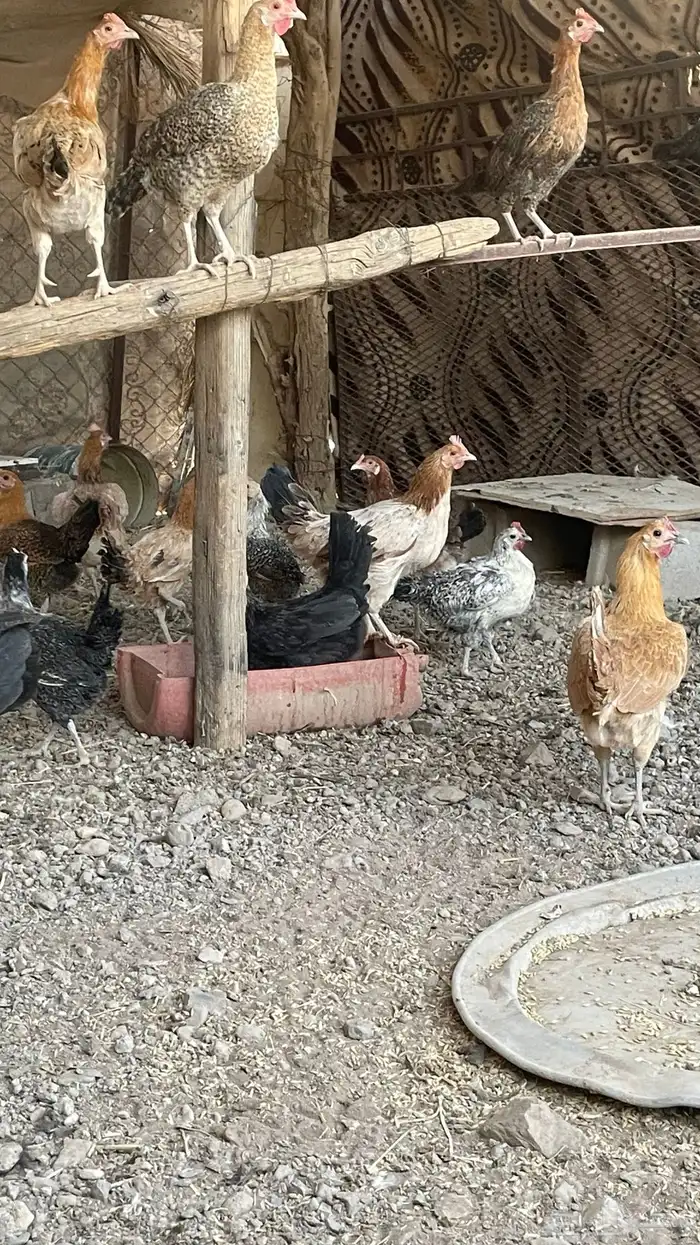 دجاج بلدي 6