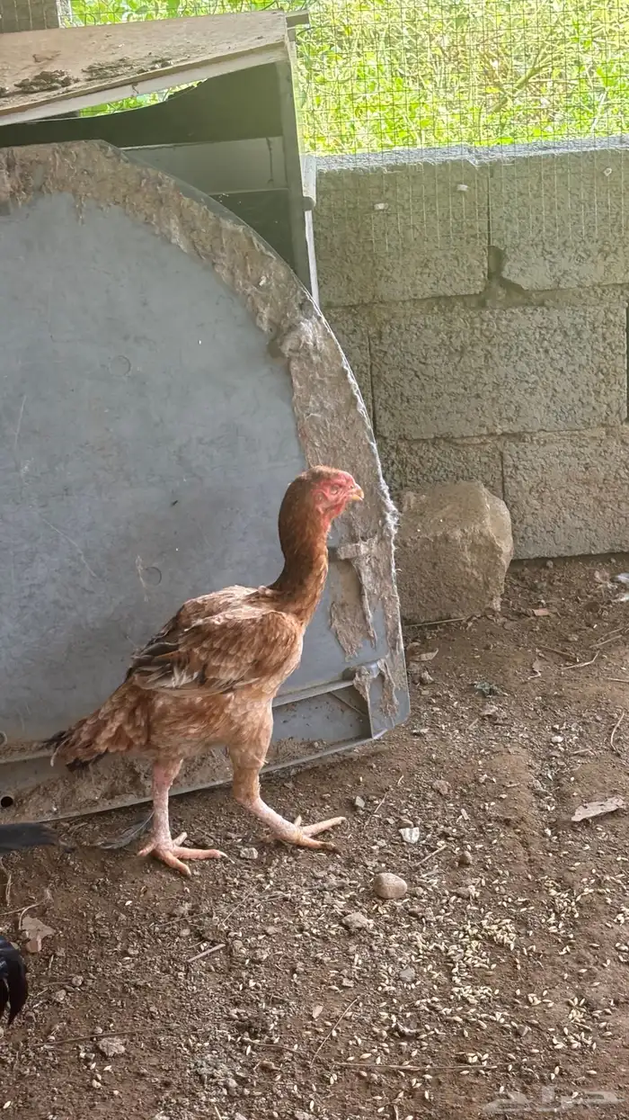 دجاجتين فارسي وباكستاني 3