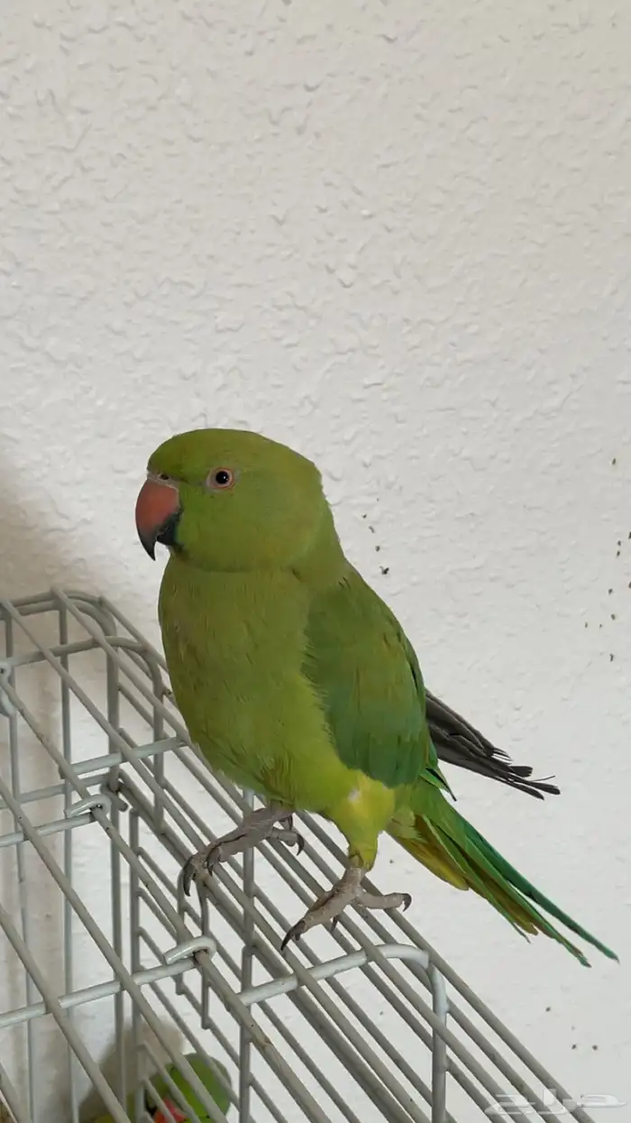 ببغاء دره للبيع 1