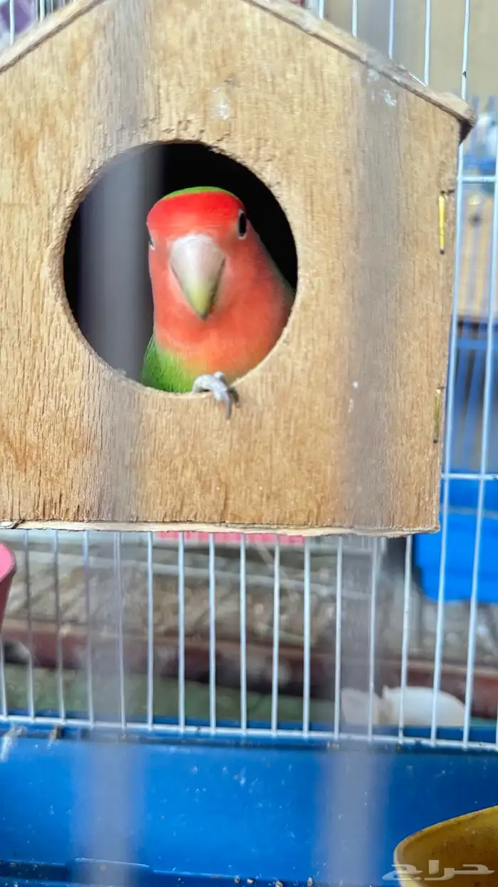 روز ذكر للبدل او للبيع ب انثى 3