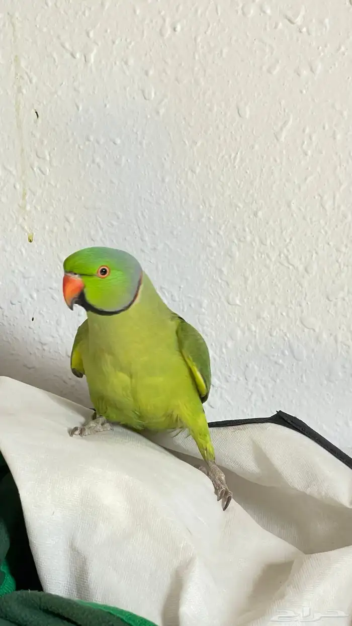 ببغاء دره للبيع 4