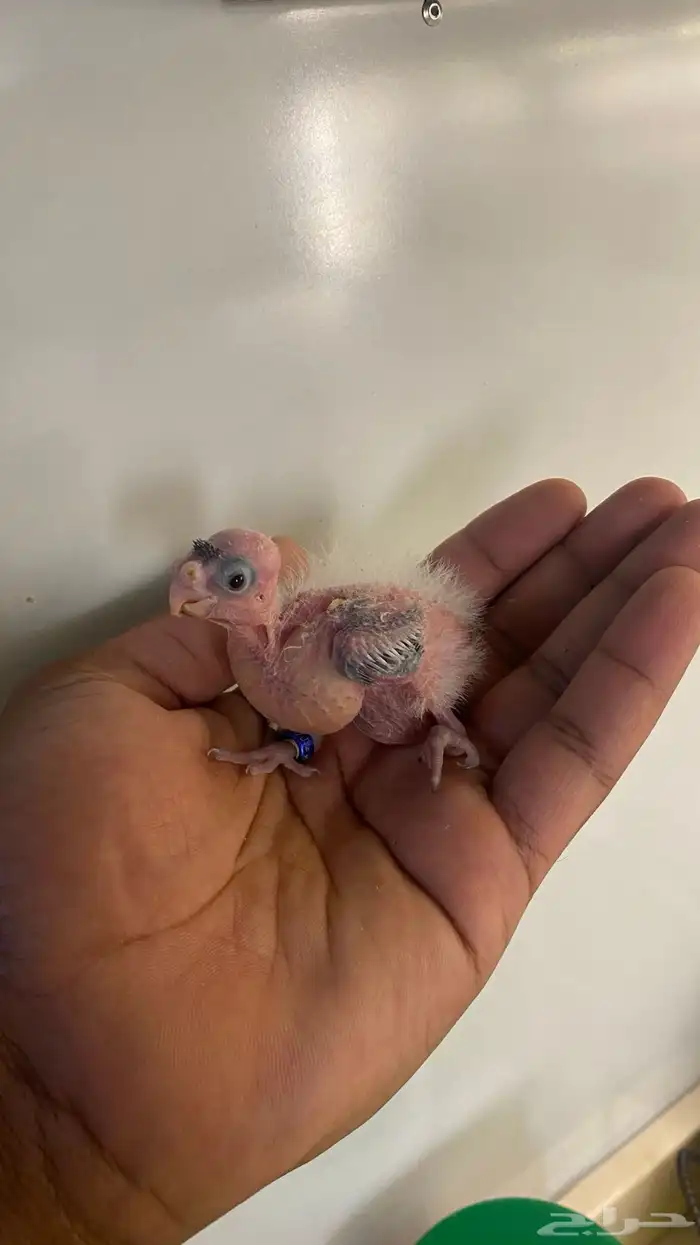 فروخ كروان ((. تم البيع 1